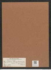 Cyclostella meneghiniana var. vogesiaca Grun. (de-Toni-Nr.: Genus 216, Species 5422) Zeichnungen Sammlung Grunow Mappe 05171 (Herbarium_W_Grunow_drawings_Folder_05171)